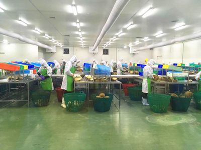 深入泰国榴莲加工厂,从鲜果到冷冻全程跟踪